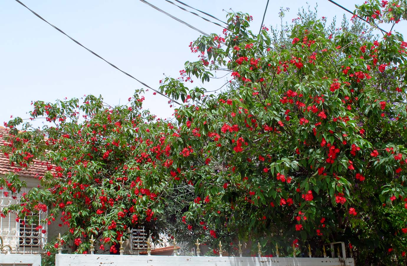 Image of Jatropha integerrima specimen.