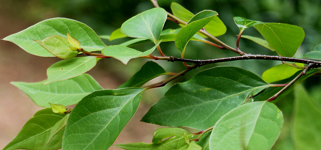 Image of Lindera praecox specimen.