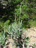 Lavandula angustifolia. Верхушка ветки. Крым, возле пос. Никита, лес к востоку от Никитской расселины. 24.05.2013.