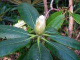 Rhododendron brachycarpum. Верхушка побега с раскрывающейся генеративной почкой. Финляндия, окр. г. Коувола, лесопарк \"Арборетум Мустила\". 8 июня 2013 г.