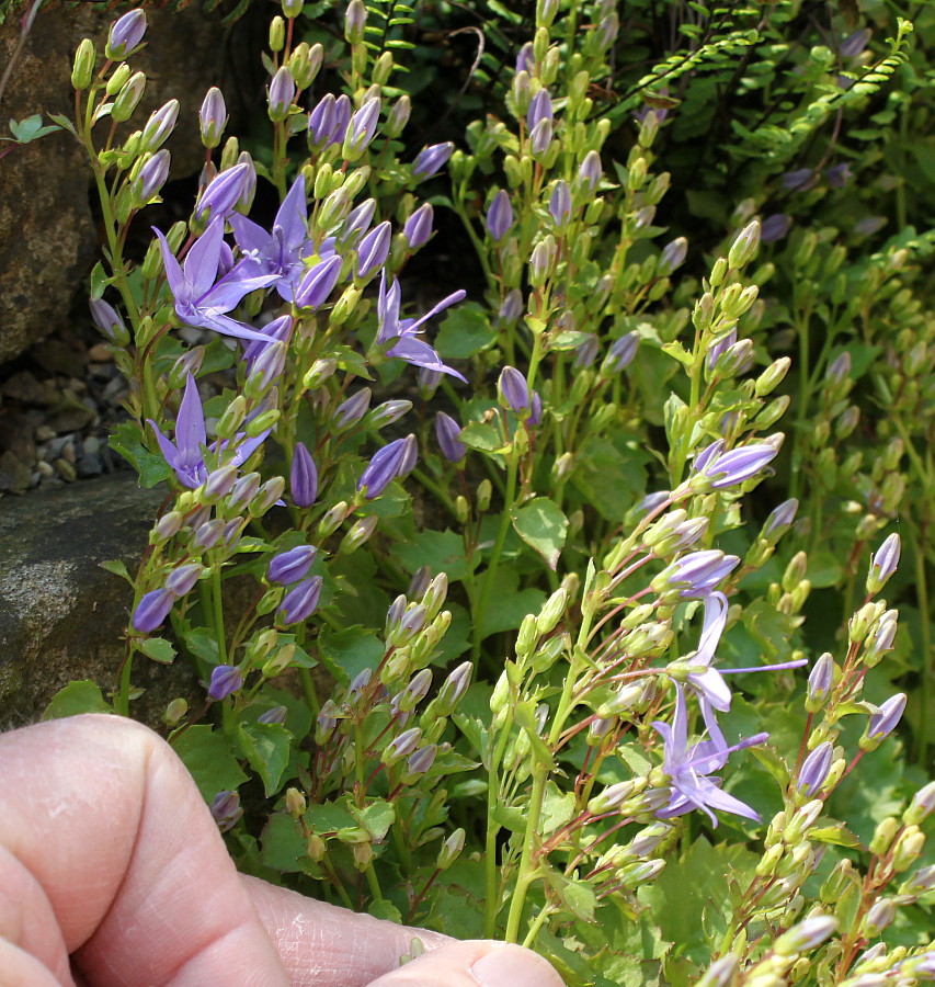 Image of genus Campanula specimen.