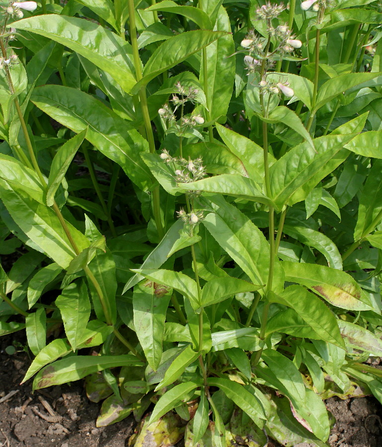 Image of Penstemon attenuatus specimen.