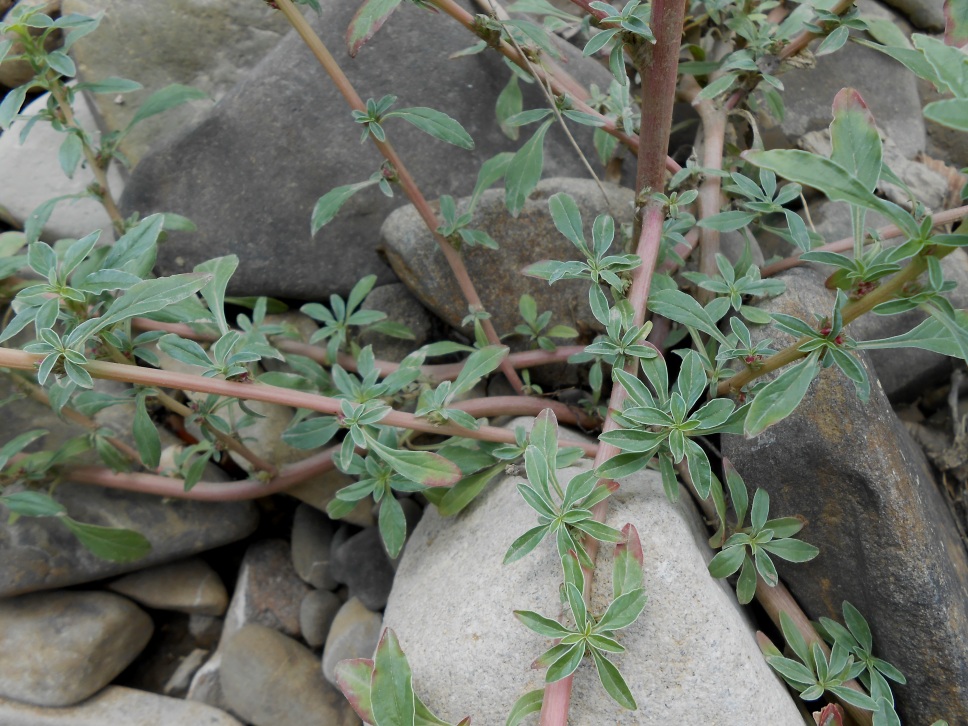 Изображение особи Amaranthus blitoides.