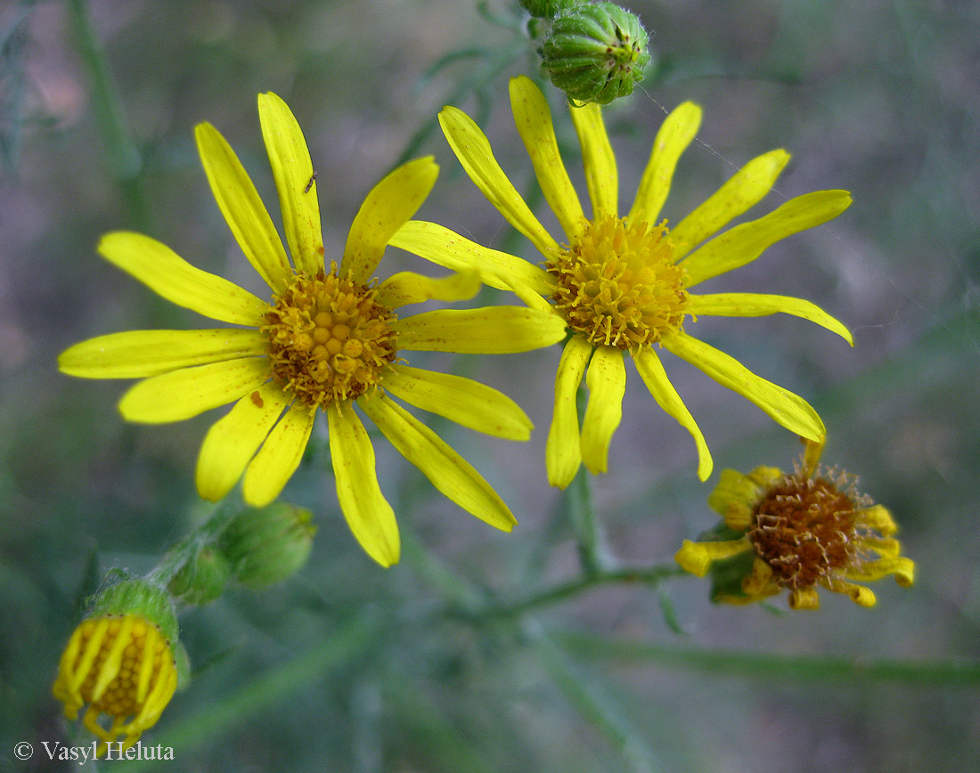 Изображение особи Senecio borysthenicus.