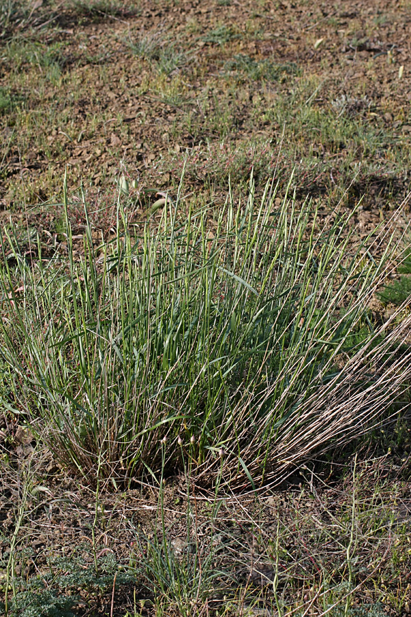 Image of familia Poaceae specimen.