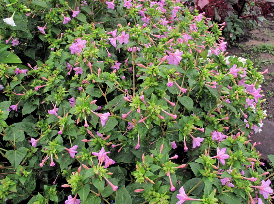 Изображение особи Mirabilis jalapa.