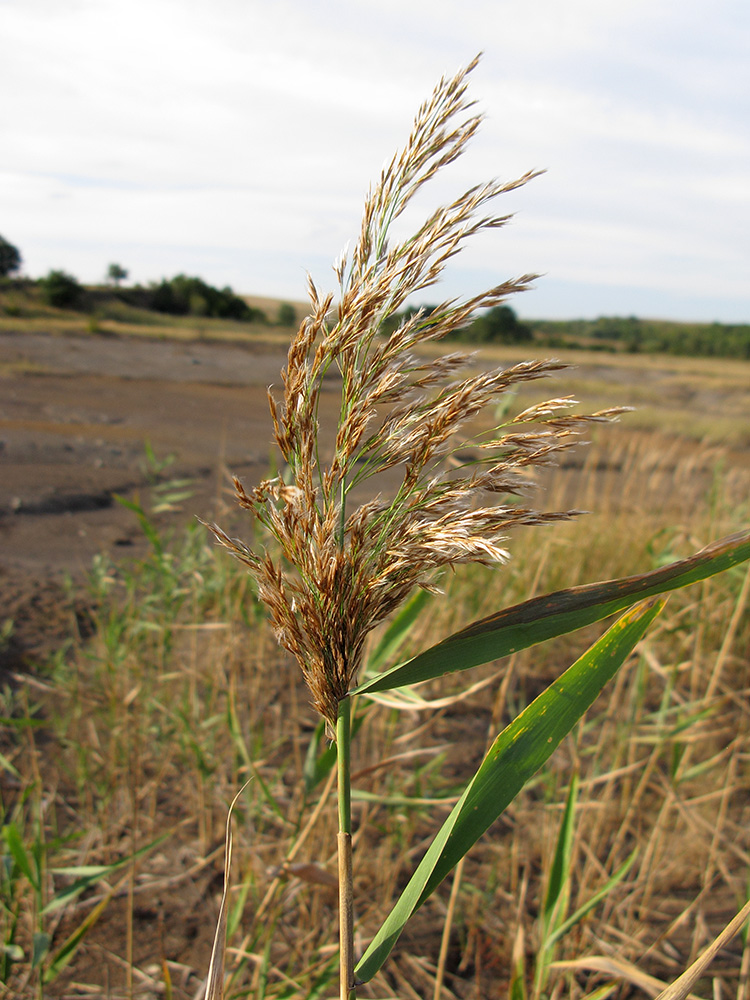 Image of Phragmites australis specimen.