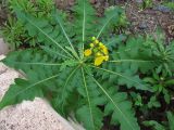 Sonchus congestus. Верхняя часть цветущего растения - розетка листьев и цветонос с соцветиями. Испания, Канарские острова, Тенерифе, горный массив Тено, прибрежный скалистый склон. 5 марта 2008 г.