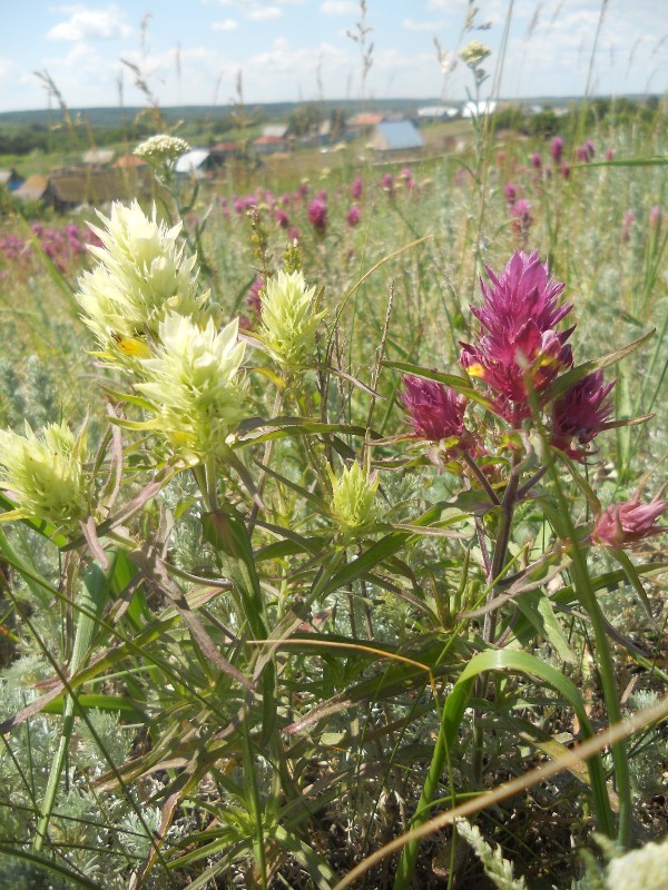 Image of Melampyrum arvense specimen.