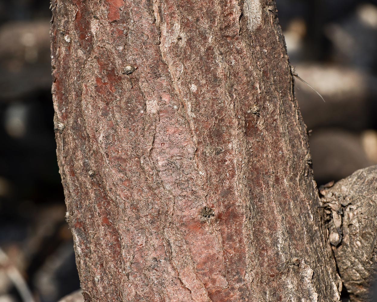 Image of Opuntia cochenillifera specimen.