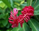 Alpinia purpurata