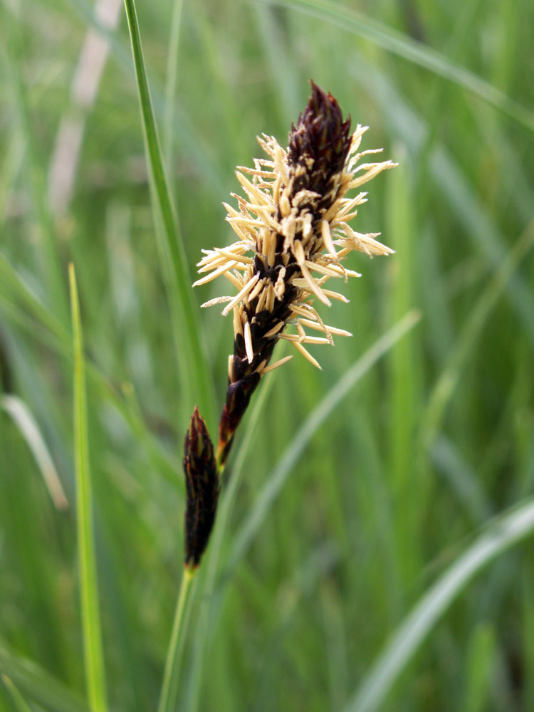 Изображение особи род Carex.