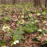 Helleborus caucasicus. Аспект цветущих растений. Краснодарский край, Абинский р-н, окр. станицы Шапсугская, дубовый лес. 08.03.2014.