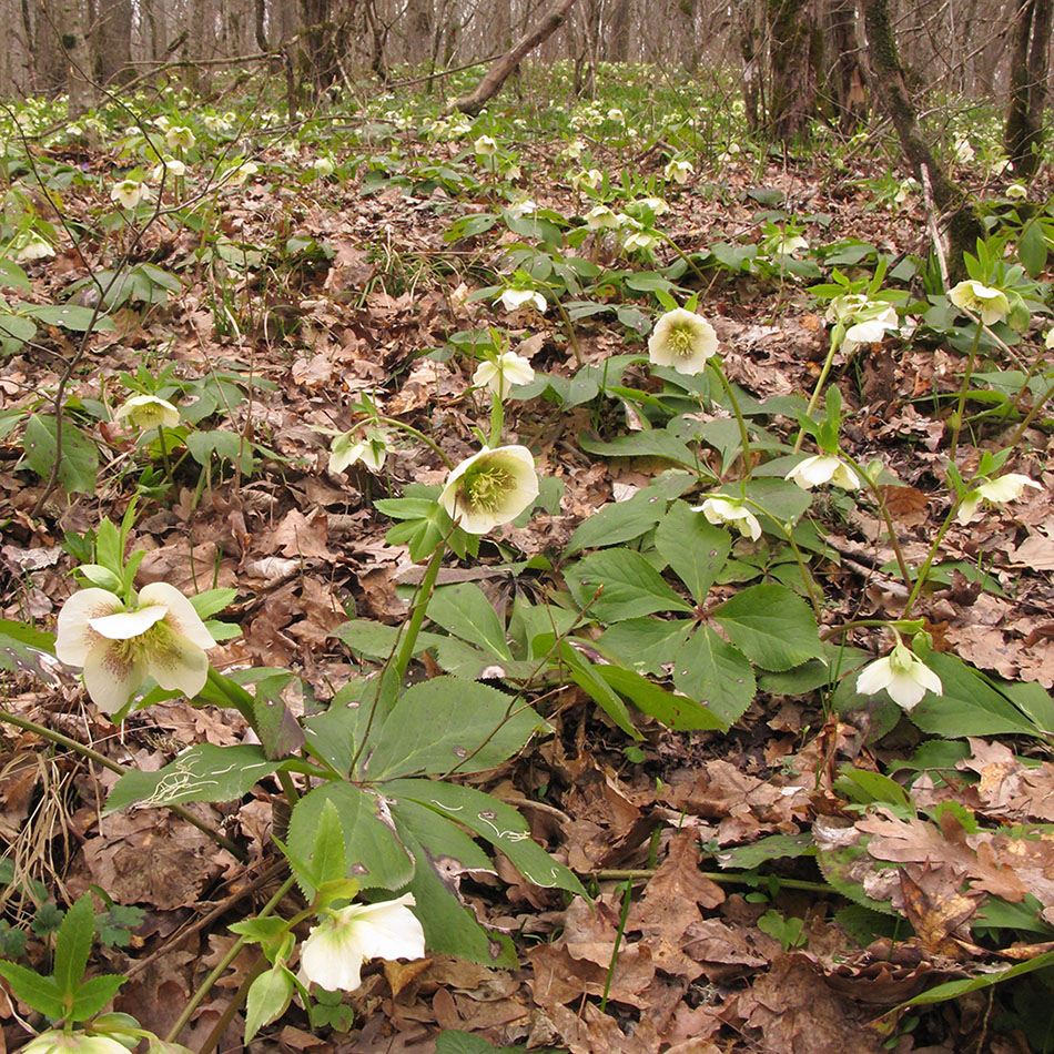 Изображение особи Helleborus caucasicus.