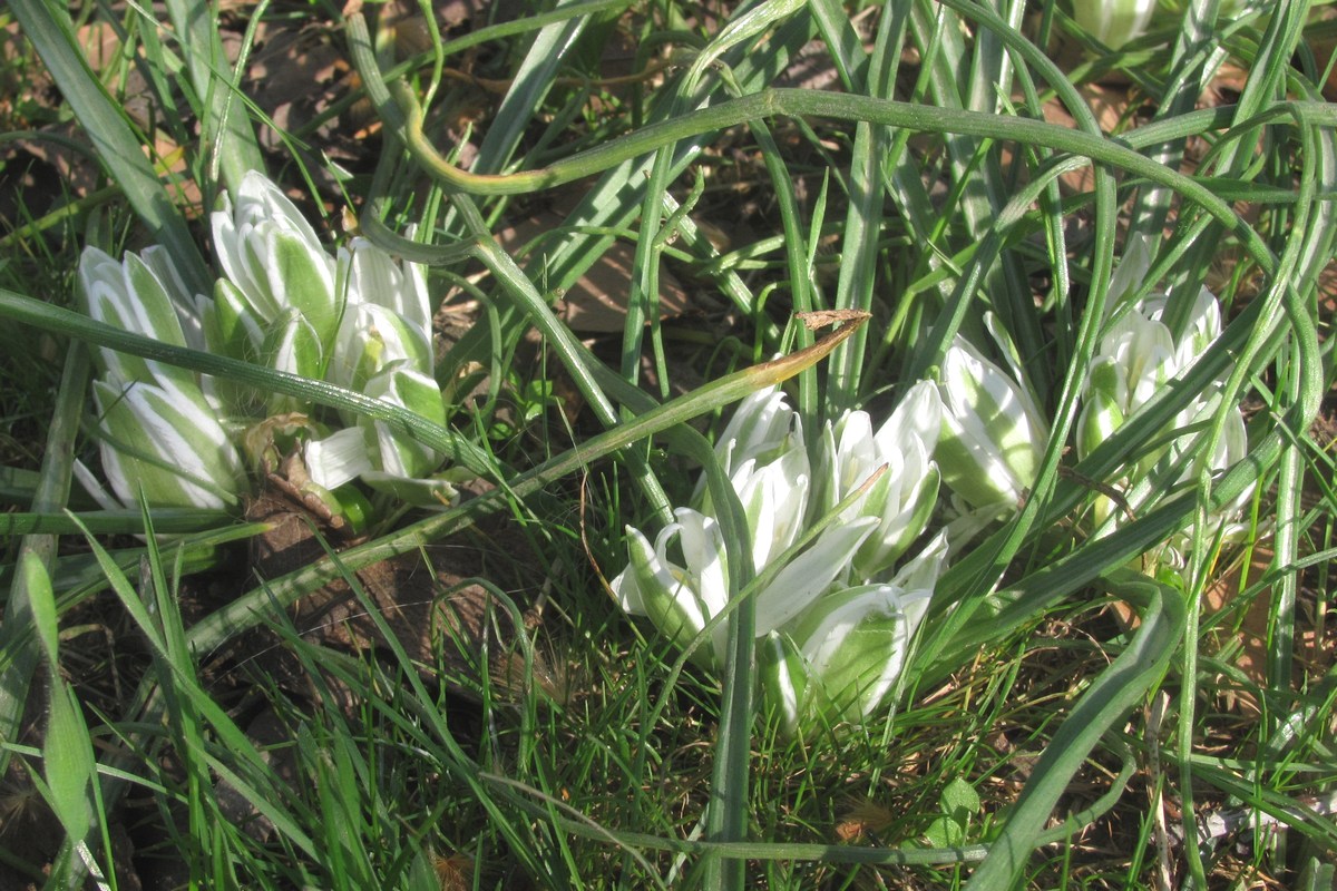 Image of Ornithogalum refractum specimen.