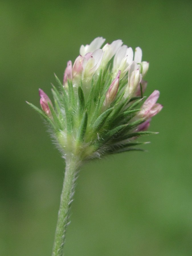 Image of Trifolium leucanthum specimen.