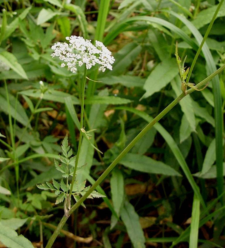 Image of Aegopodium alpestre specimen.