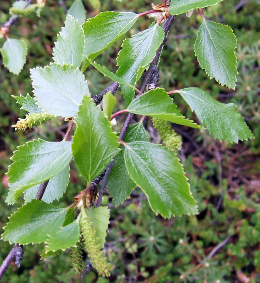 Image of Betula czerepanovii specimen.