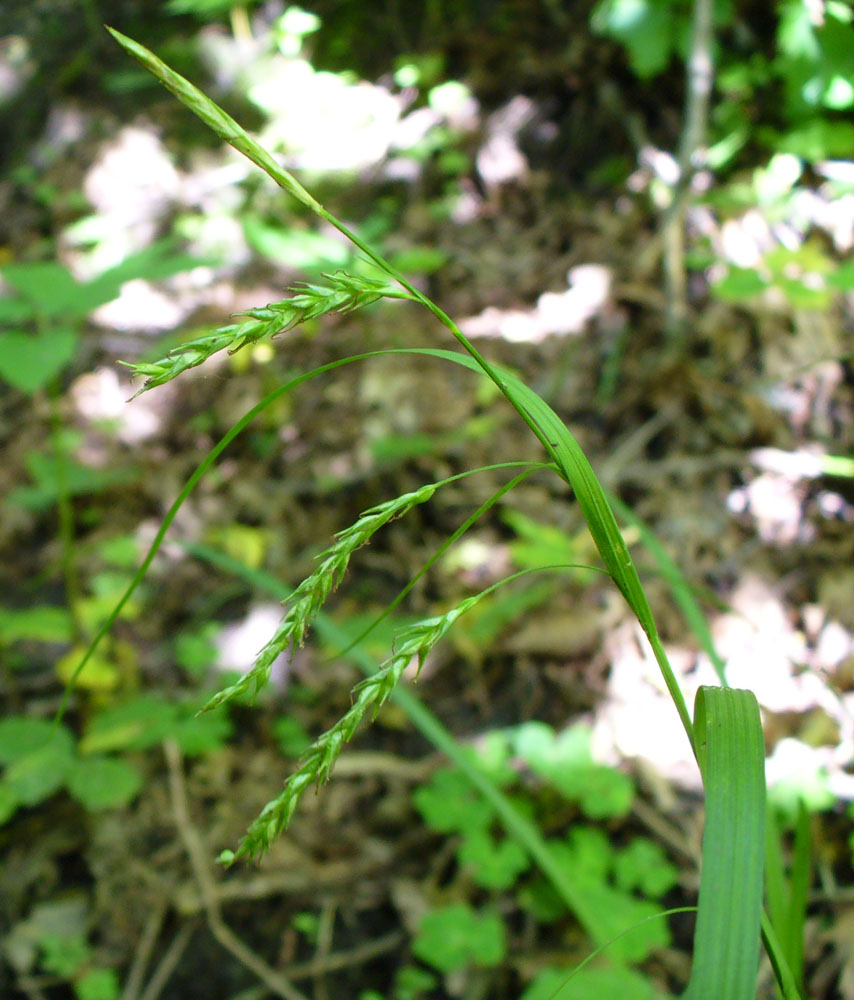 Изображение особи Carex sylvatica.