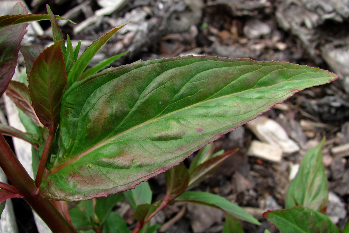 Image of Epilobium adenocaulon specimen.