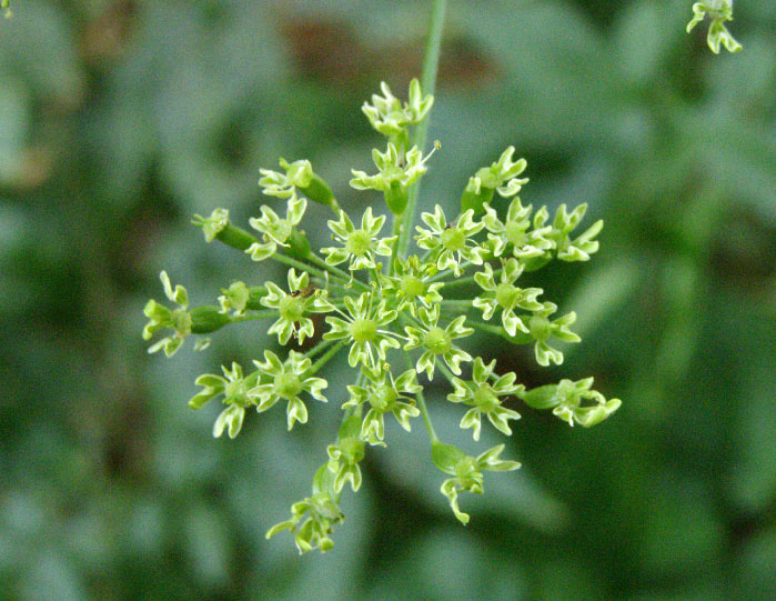 Image of Heracleum sibiricum specimen.