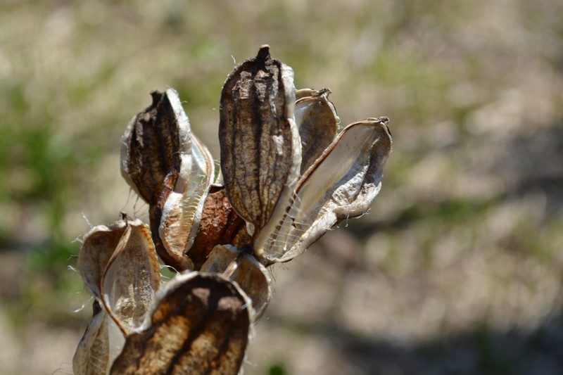 Image of Cardiocrinum cordatum specimen.