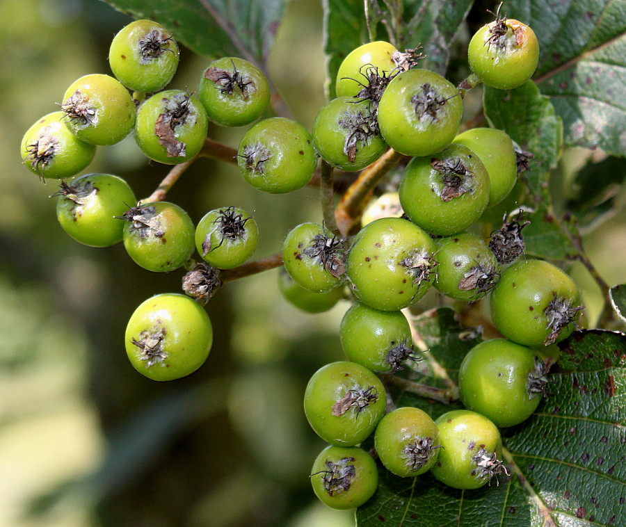 Изображение особи Sorbus mougeotii.