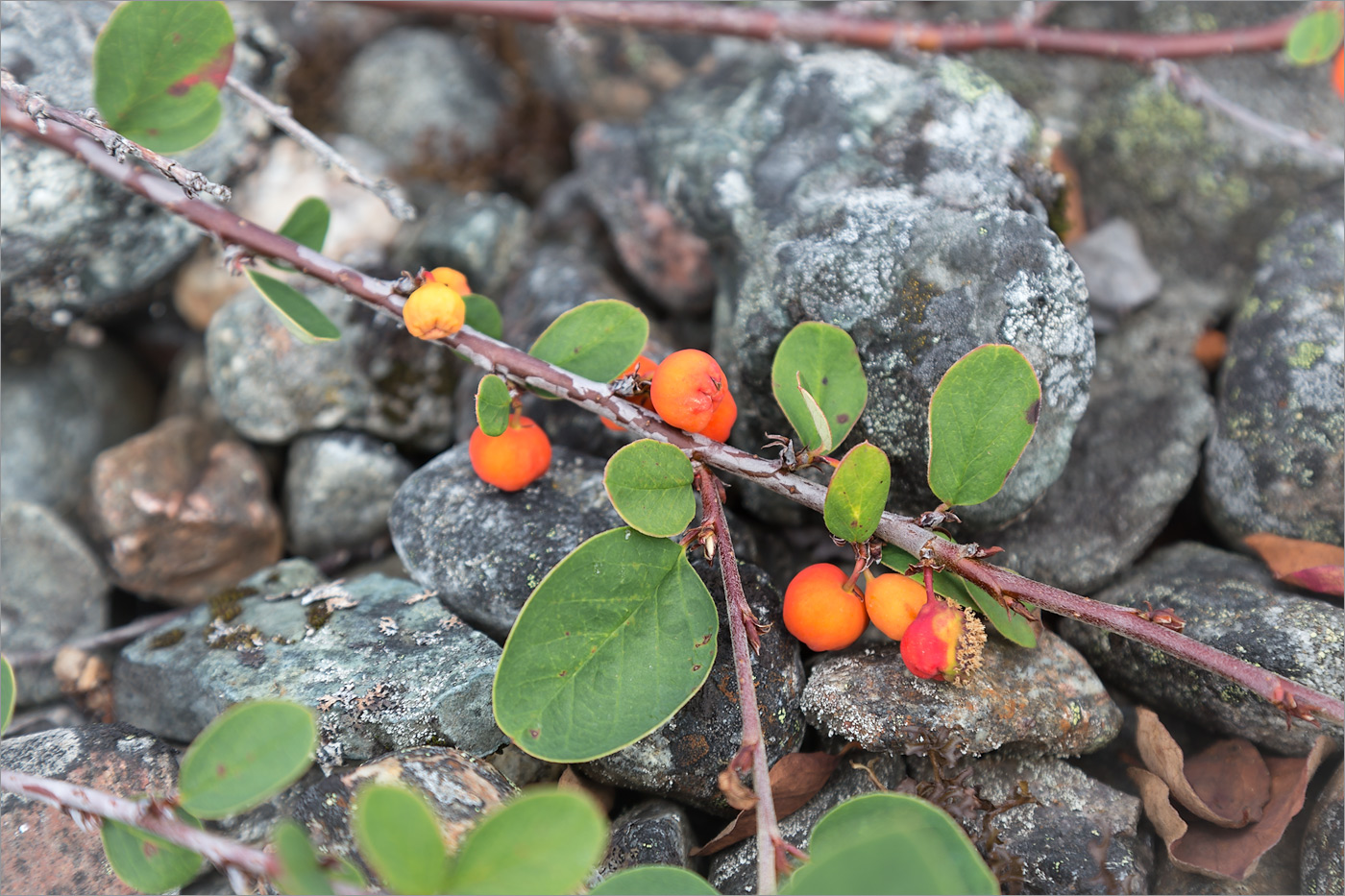 Изображение особи Cotoneaster cinnabarinus.