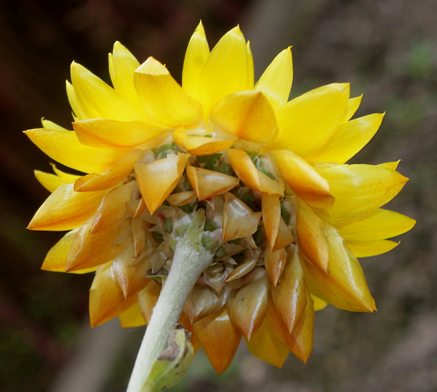 Изображение особи Xerochrysum bracteatum.