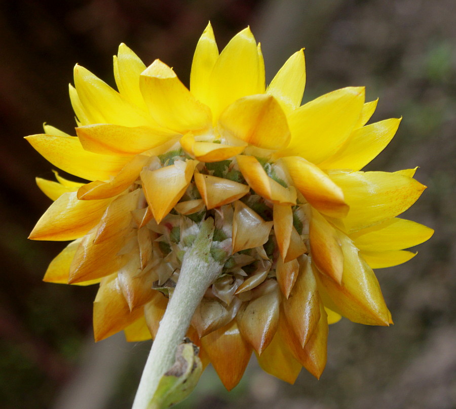 Image of Xerochrysum bracteatum specimen.