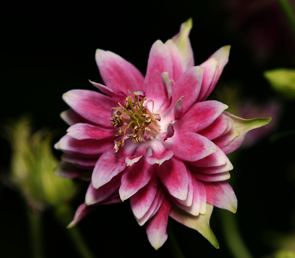 Image of Aquilegia vulgaris var. stellata specimen.