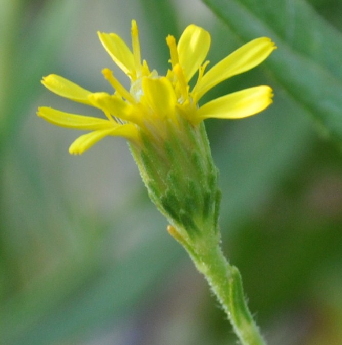 Image of Dittrichia viscosa specimen.