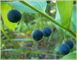 Polygonatum odoratum. Часть побега с созревающими плодами. Чувашия, окр. г. Шумерля, полянка возле ГНС. 3 сентября 2009 г.
