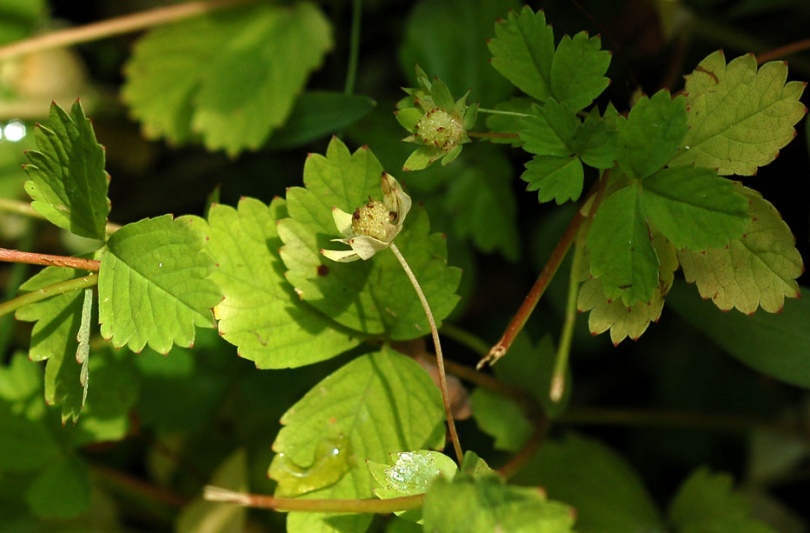 Image of Potentilla centigrana specimen.