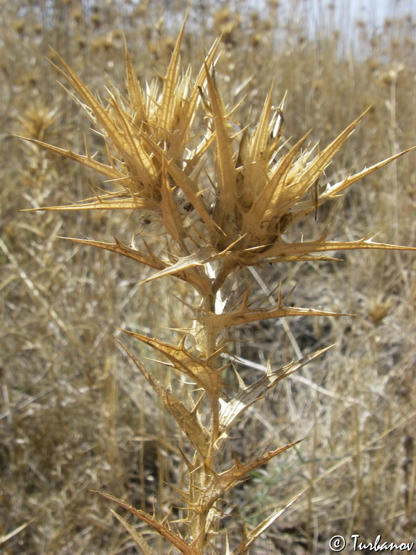 Изображение особи Carthamus lanatus.