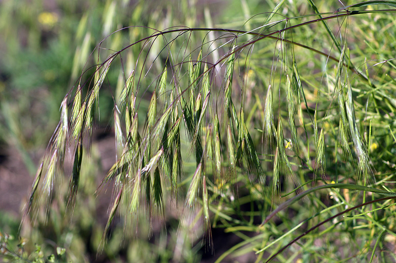 Image of Anisantha tectorum specimen.