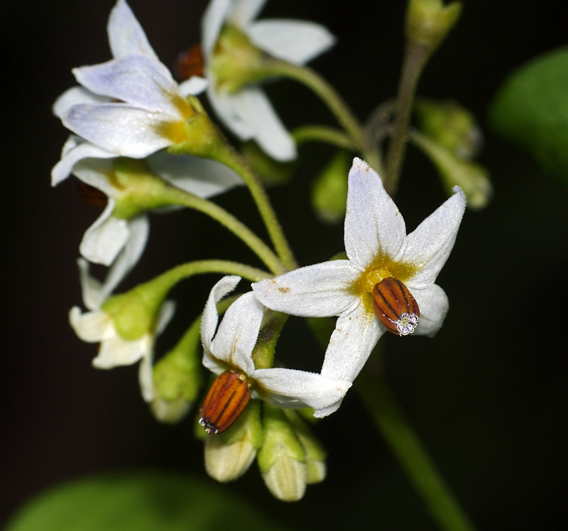 Image of Solanum nigrum specimen.