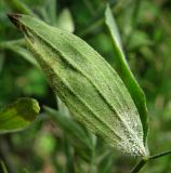 Lathyrus pratensis