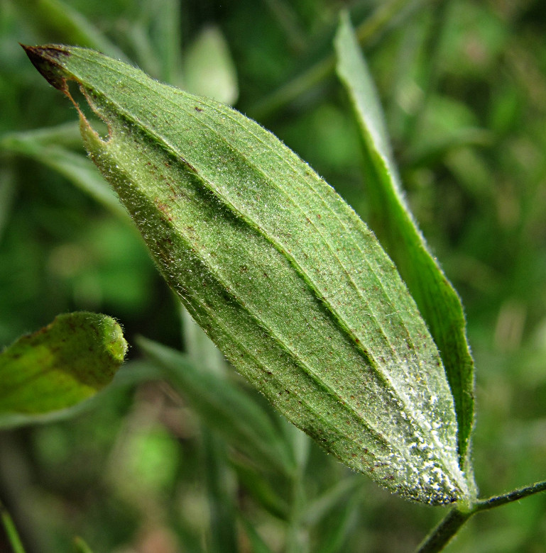 Image of Lathyrus pratensis specimen.