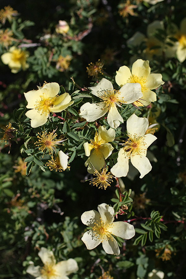 Image of Rosa kokanica specimen.