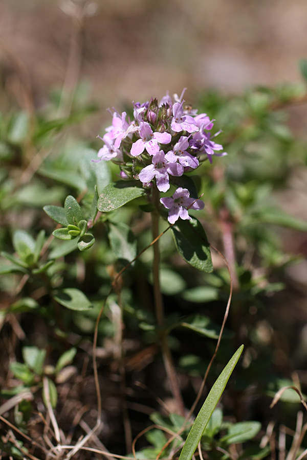 Image of Thymus karatavicus specimen.