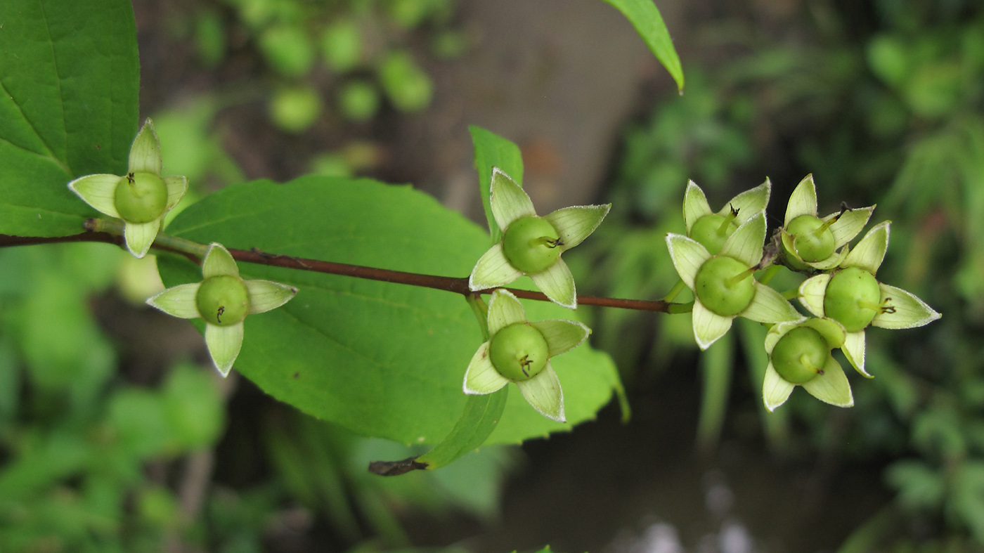 Image of Philadelphus caucasicus specimen.