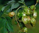 Humulus lupulus