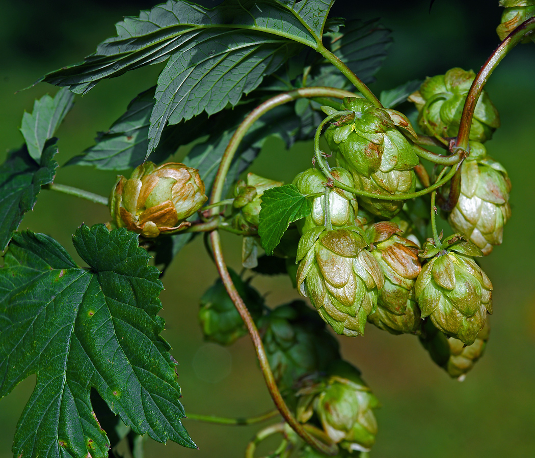 Изображение особи Humulus lupulus.