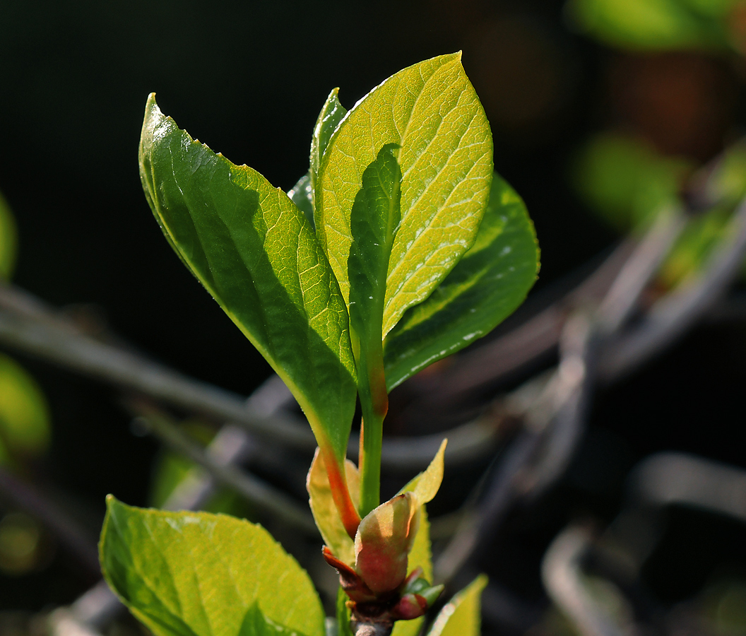 Image of Schisandra chinensis specimen.