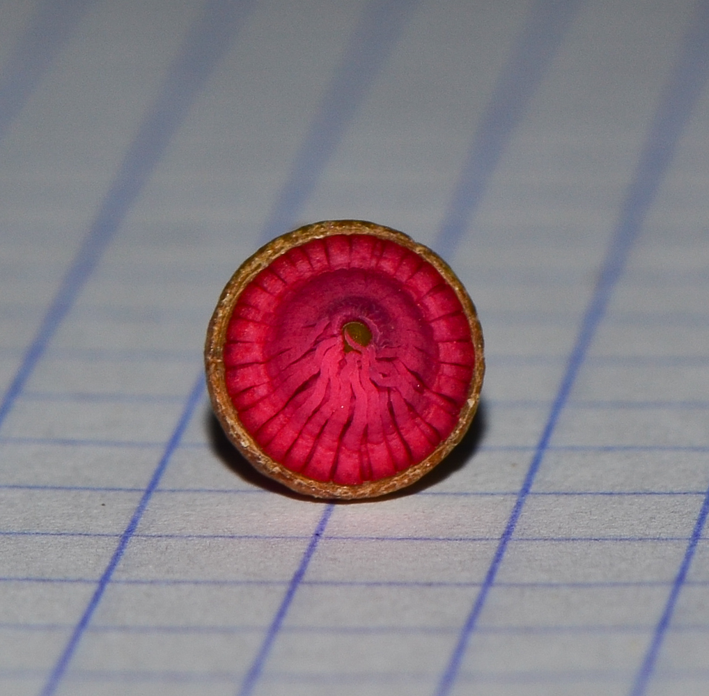 Image of Eucalyptus leucoxylon specimen.