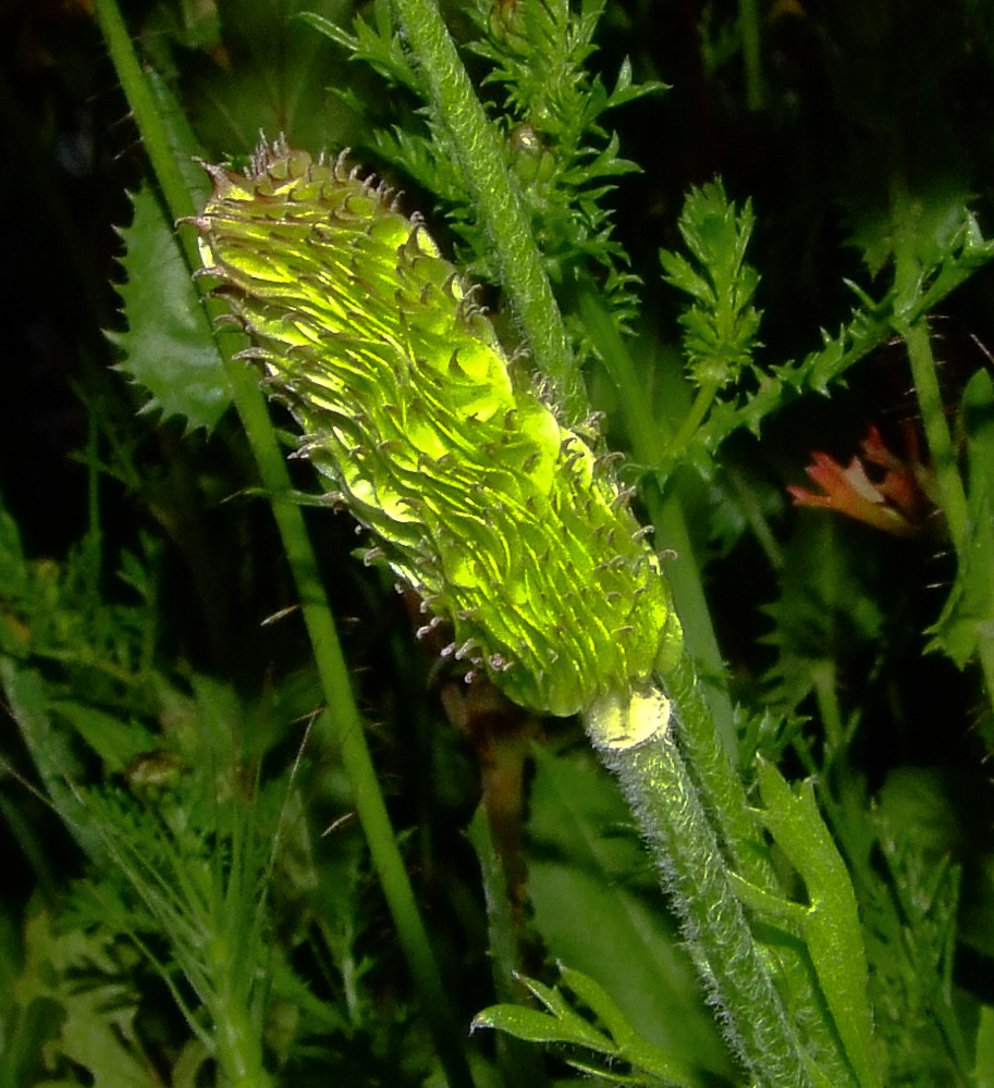 Image of Ranunculus asiaticus specimen.