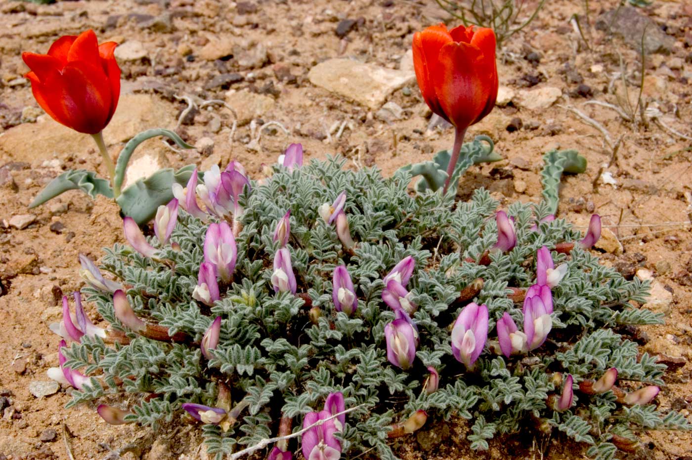 Image of Astragalus pallasii specimen.