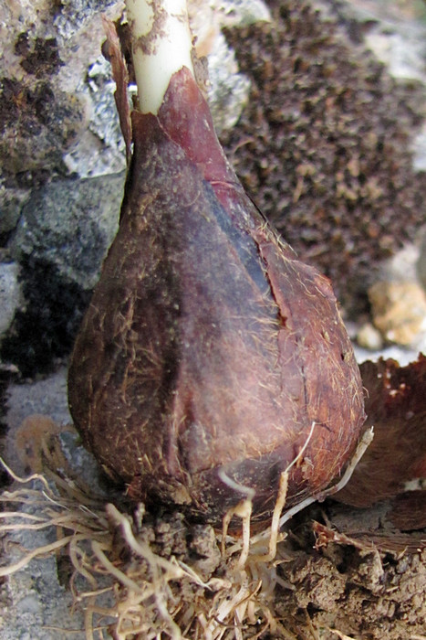 Image of Tulipa suaveolens specimen.