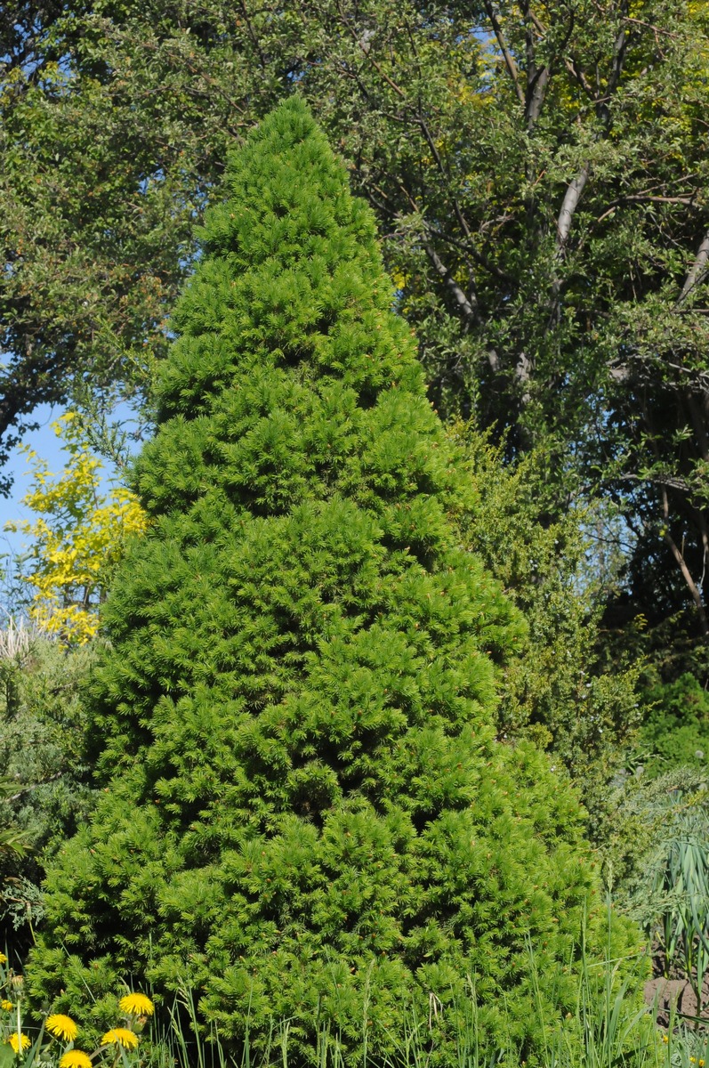 Image of Picea glauca specimen.